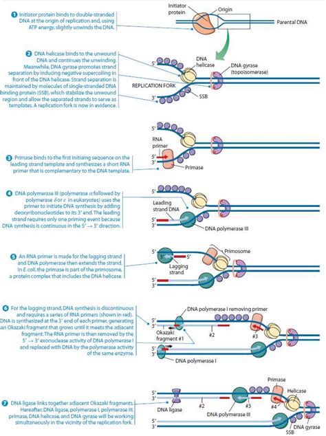 dna replication termination in prokaryotes|dna replication in prokaryotes diagram.